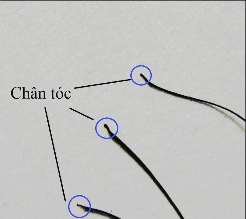 cách lấy mẫu tóc xét nghiệm adn