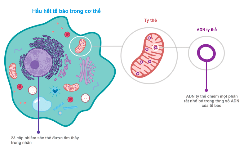 xét nghiệm adn huyết thống theo dòng mẹ