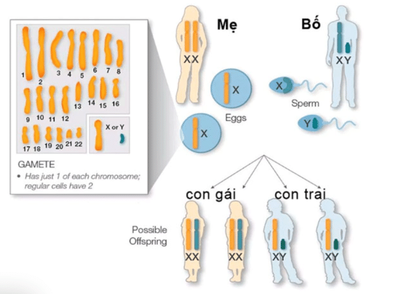 xét nghiệm adn huyết thống trực hệ