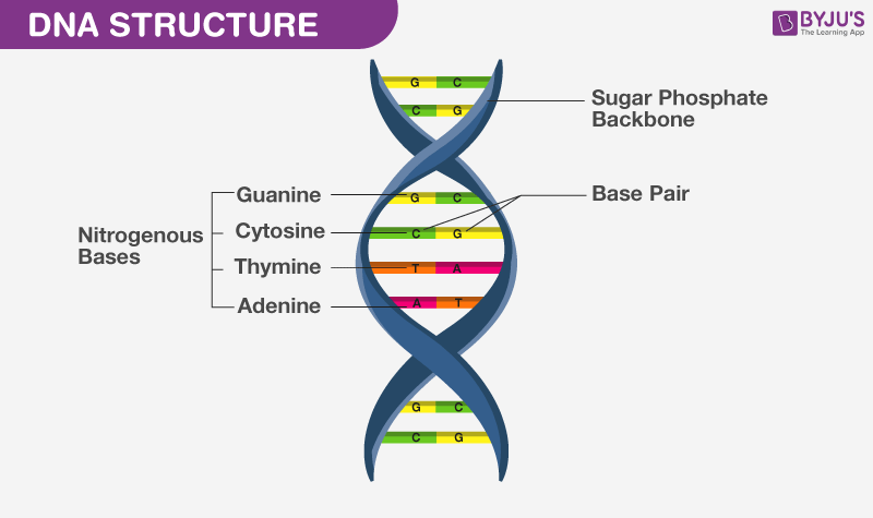 Cấu tạo của ADN