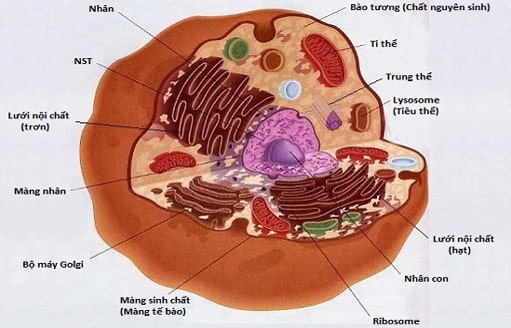 Cấu tạo của tế bào