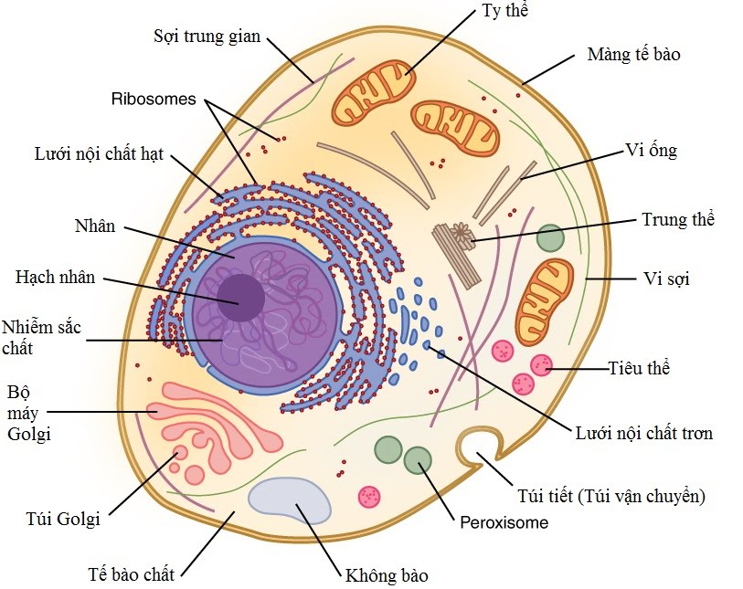 Tế bào nhân thực