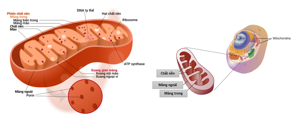 Ty thể được xem là nhà máy năng lượng của tế bào