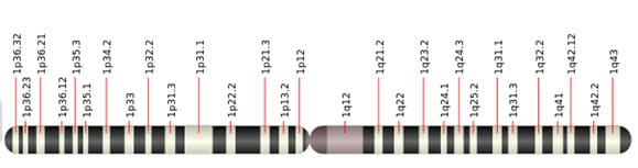 Các đoạn ngắn trên nhiễm sắc thể 1