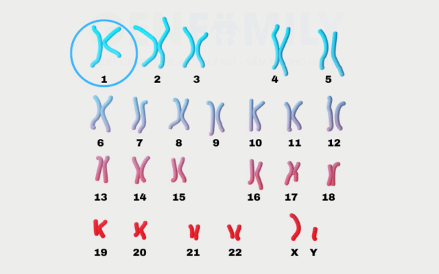 Nhiễm Sắc Thể 1