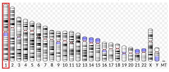 Nhiễm sắc thể 1 ở nam giới