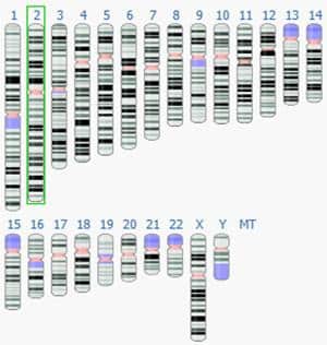 Nhiễm sắc thể 2 trong bộ NST ở người