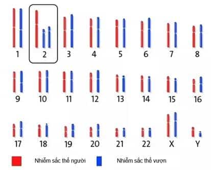 Nhiễm sắc thể 2A và 2B của tinh tinh hợp nhất tạo thành nhiễm sắc thể 2 của con người